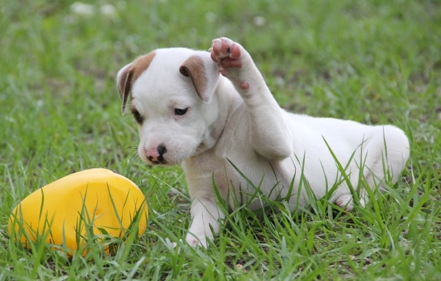 芝生の上でおもちゃ遊びをしている子犬