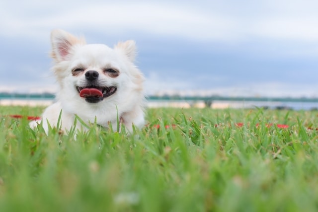 芝生の上で笑顔でくつろいでいる白いチワワ