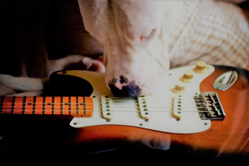 ギターと犬