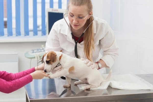 動物病院で獣医さんに診察を受けるジャックラッセルテリア